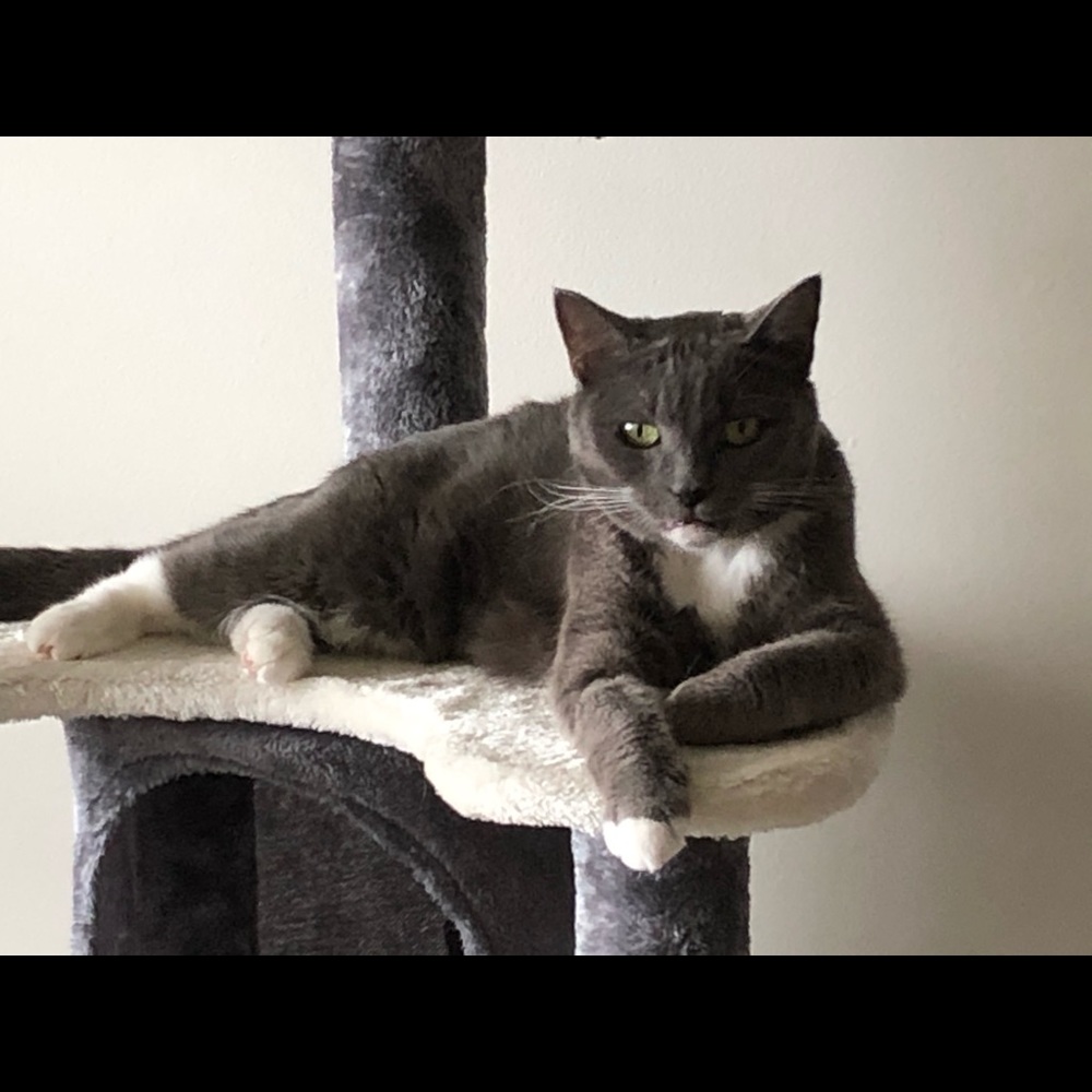 Meet your Posher, Bonnie